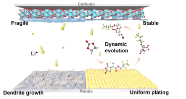 锂金属电池聚合物人工界面动态演化及其设计